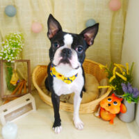 【本店】2021年8月2日のワンちゃん達♪