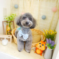 【本店】2021年8月5日のワンちゃん達♪