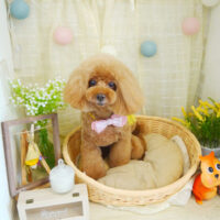 【本店】2021年8月6日のワンちゃん達♪