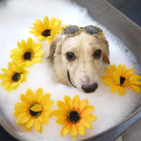 【本店】2021年8月7日のワンちゃん達♪