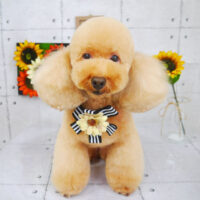 【山手店】2021年8月1日のワンちゃん達♪