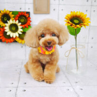 【山手店】2021年8月2日のワンちゃん達♪