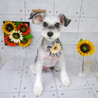 【山手店】2021年8月5日のワンちゃん達♪