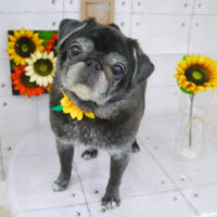 【山手店】2021年8月6日のワンちゃん達♪