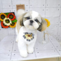 【山手店】2021年8月7日のワンちゃん達♪