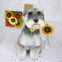 【山手店】2021年8月8日のワンちゃん達♪