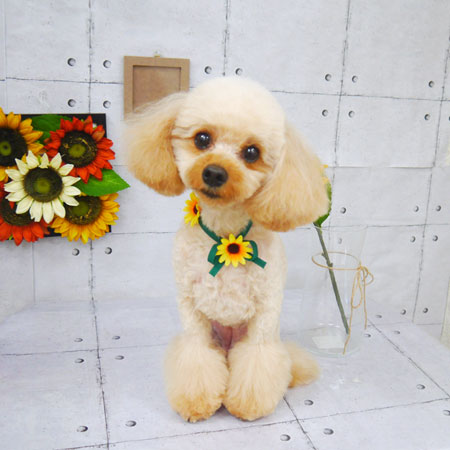 【山手店】2021年8月9日のワンちゃん達♪