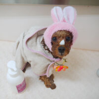 【山手店】2021年8月12日のワンちゃん達♪