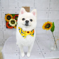 【山手店】2021年8月13日のワンちゃん達♪