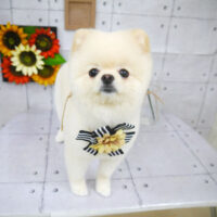 【山手店】2021年8月14日のワンちゃん達♪