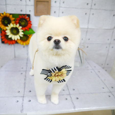 【山手店】2021年8月14日のワンちゃん達♪