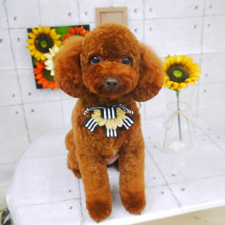 【山手店】2021年8月19日のワンちゃん達♪