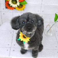 【山手店】2021年8月20日のワンちゃん達♪