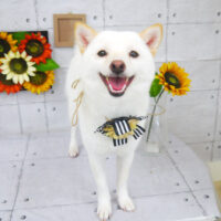 【山手店】2021年8月21日のワンちゃん達♪