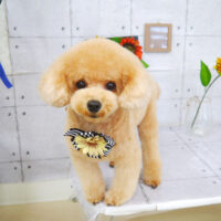 【山手店】2021年8月22日のワンちゃん達♪