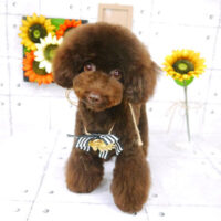 【山手店】2021年8月23日のワンちゃん達♪