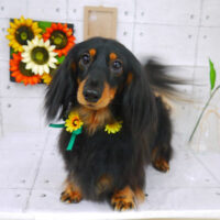 【山手店】2021年8月25日のワンちゃん達♪