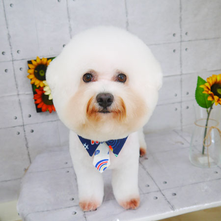 【山手店】2021年8月27日のワンちゃん達♪