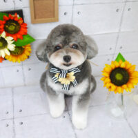 【山手店】2021年8月28日のワンちゃん達♪