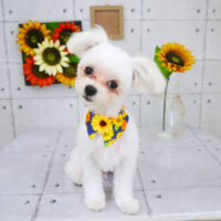 【山手店】2021年8月29日のワンちゃん達♪