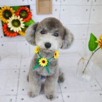 【山手店】2021年8月30日のワンちゃん達♪