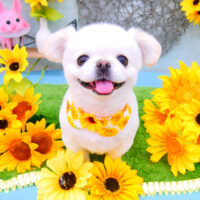 【池下店】2021年8月1日のワンちゃん達♪