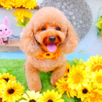 【池下店】2021年8月2日のワンちゃん達♪