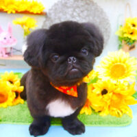 【池下店】2021年8月5日のワンちゃん達♪