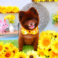 【池下店】2021年8月6日のワンちゃん達♪