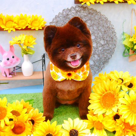 【池下店】2021年8月6日のワンちゃん達♪