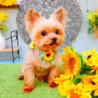 【池下店】2021年8月7日のワンちゃん達♪