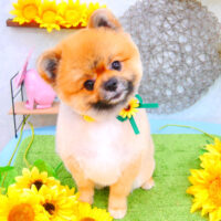 【池下店】2021年8月8日のワンちゃん達♪