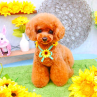 【池下店】2021年8月9日のワンちゃん達♪