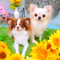 【池下店】2021年8月12日のワンちゃん達♪