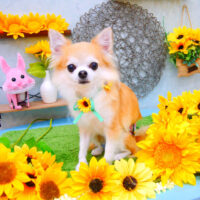 【池下店】2021年8月13日のワンちゃん達♪