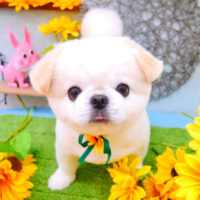 【池下店】2021年8月14日のワンちゃん達♪