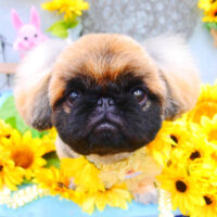 【池下店】2021年8月19日のワンちゃん達♪