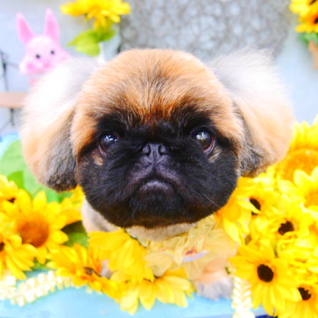 【池下店】2021年8月19日のワンちゃん達♪