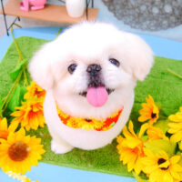 【池下店】2021年8月20日のワンちゃん達♪