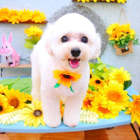 【池下店】2021年8月21日のワンちゃん達♪