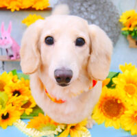 【池下店】2021年8月22日のワンちゃん達♪