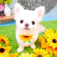 【池下店】2021年8月25日のワンちゃん達♪