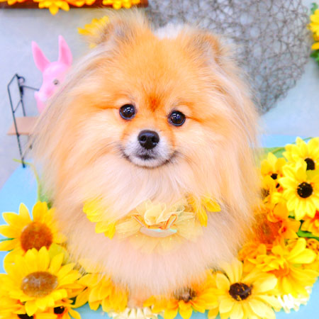 【池下店】2021年8月27日のワンちゃん達♪