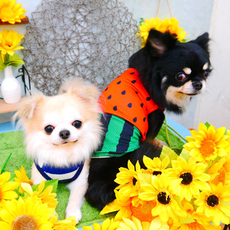 【池下店】2021年8月28日のワンちゃん達♪