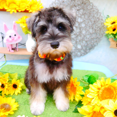 【池下店】2021年8月29日のワンちゃん達♪