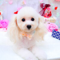 【池下店】2021年8月30日のワンちゃん達♪