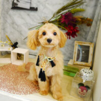 【本店】2021年9月2日のワンちゃん達♪