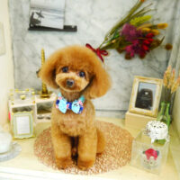 【本店】2021年9月3日のワンちゃん達♪