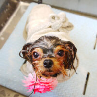 【本店】2021年9月4日のワンちゃん達♪