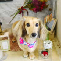 【本店】2021年9月5日のワンちゃん達♪